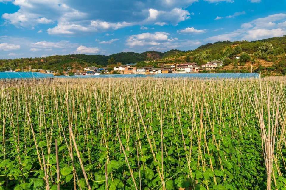 联合村平均海拔2000米,气温相对较低,病虫害少,加之攀枝花丰富的阳光