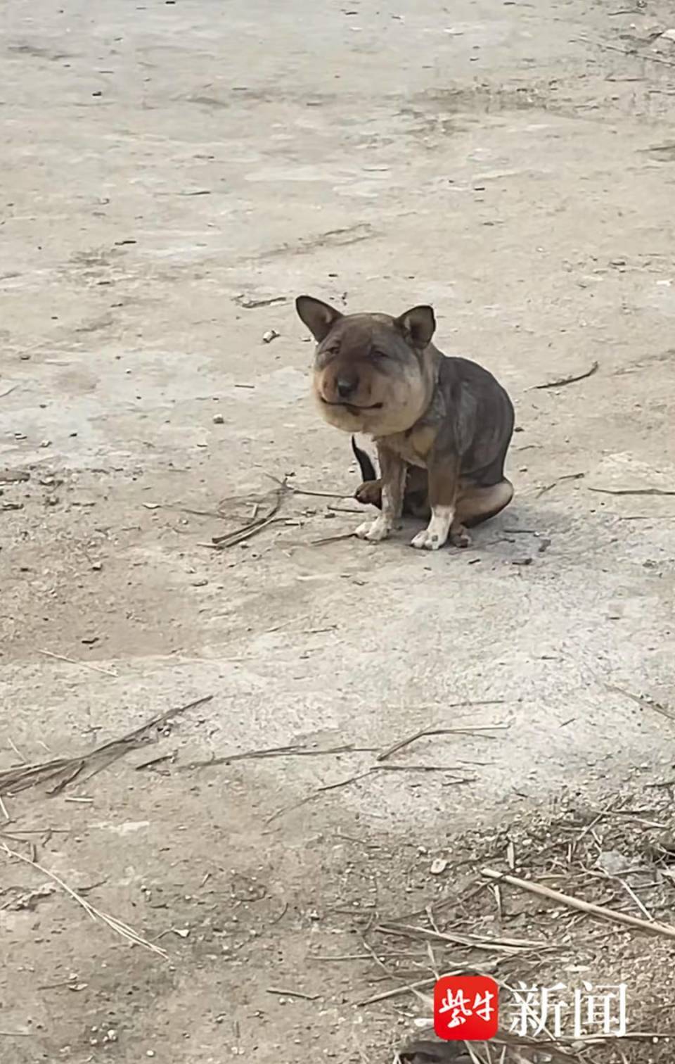 【紫牛头条】"蜜蜂小狗"脸肿成表情包引全网爆笑,一对夫妻看出异样驱