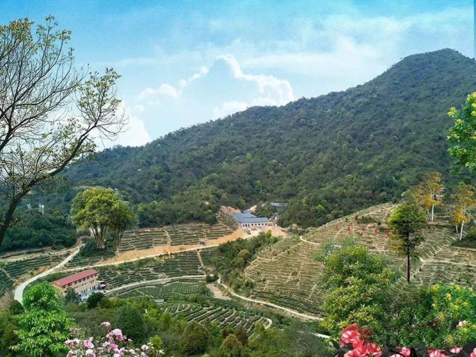 【遇见春茶】高鼎茶庄园:享受美景与香茗的双重治愈