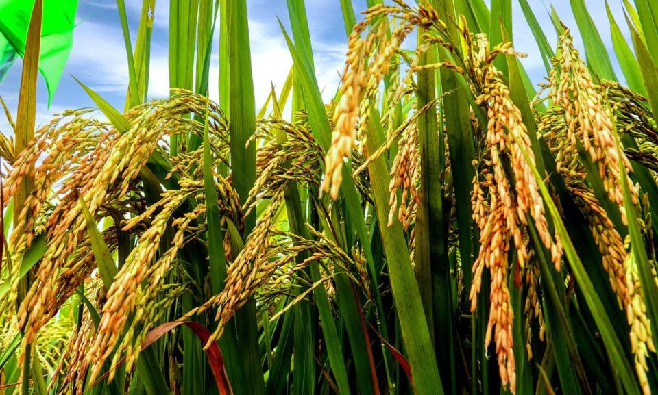 池州市东至县昭潭镇走出乡村振兴新稻路