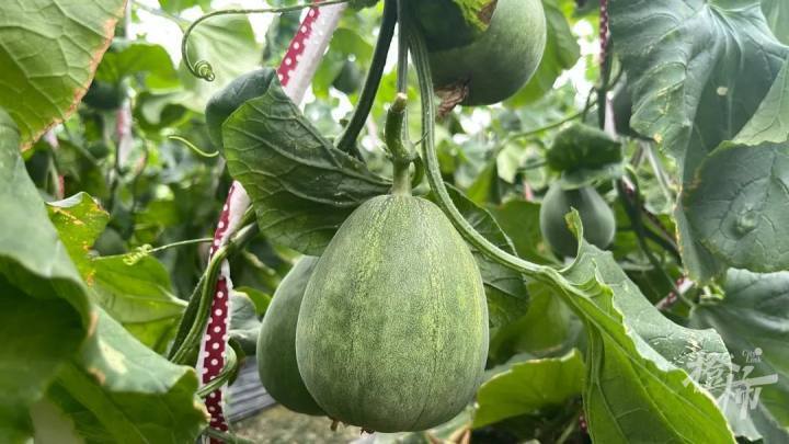 葡萄西瓜羊角蜜杭州水果采摘地图上新