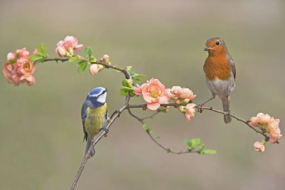 U07539 時代物 中国 花鳥文 茶杯 煎茶 六客 /CZ-