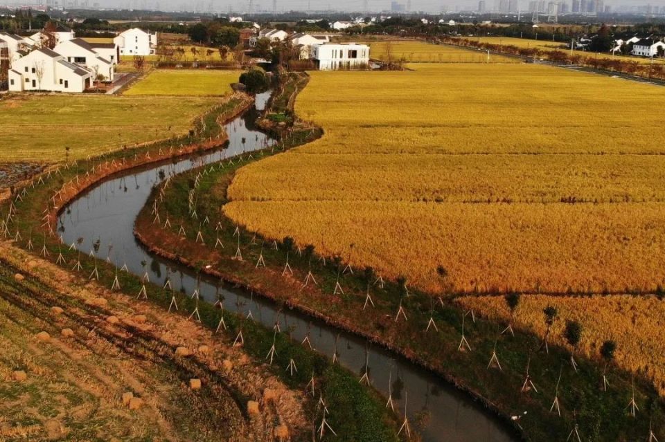 浦南运河,上海之鱼等骨干河网进行拍摄,展示奉贤区主城区重要河湖融