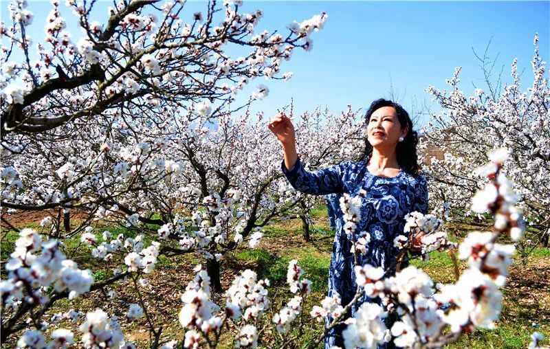 天水新阳镇杏花图片