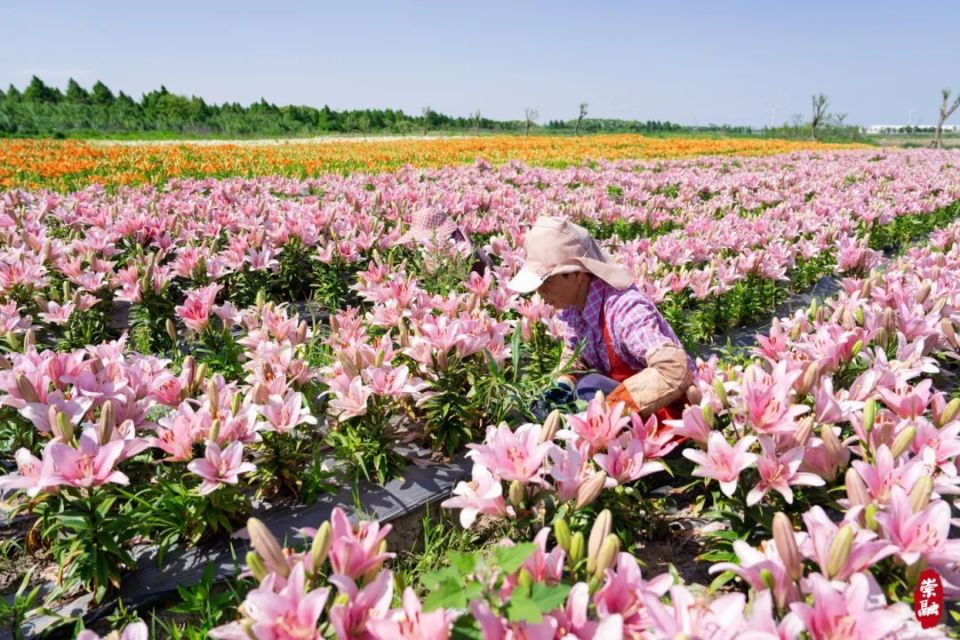 崇明这片百合花,不仅好看还好吃!