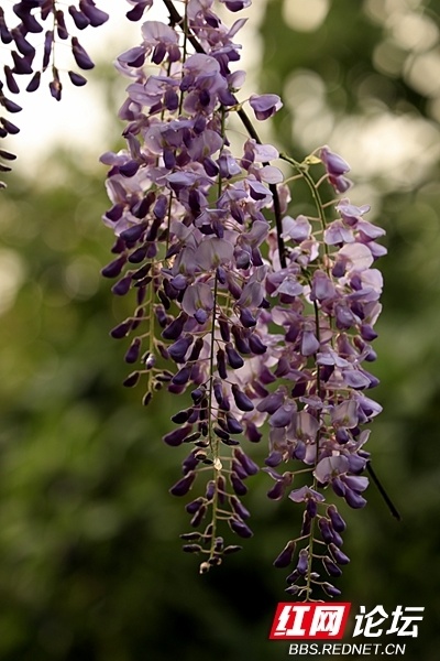 光影映衬花开如瀑,抬头与浪漫紫碰了个满怀_腾讯新闻