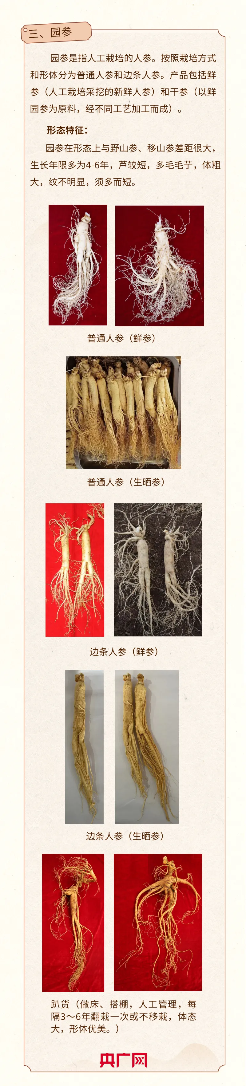 人参图片的功效与作用图片