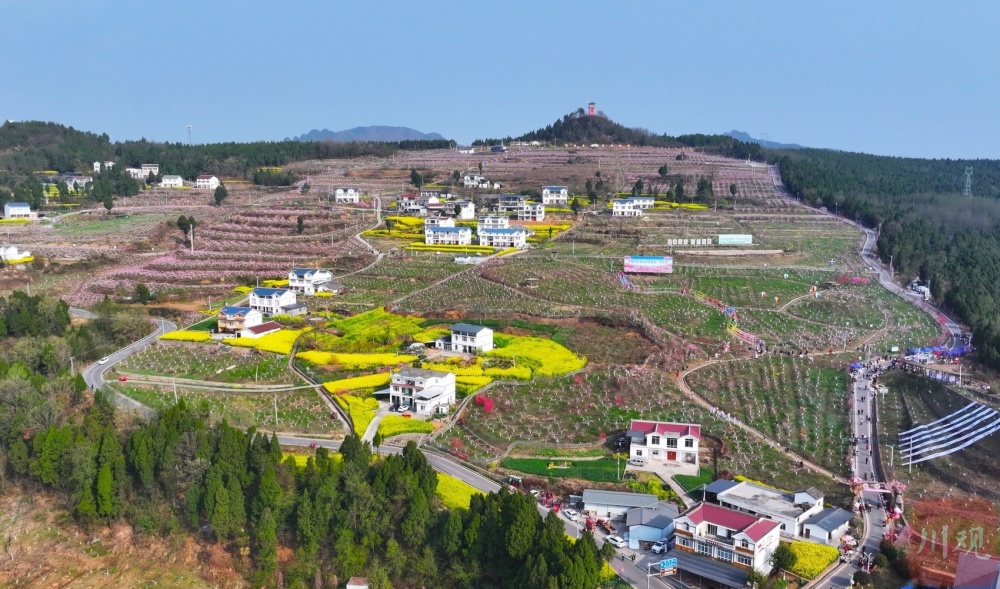 c视频广元昭化桃博园2000亩桃花竞相绽放