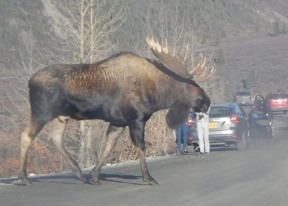 【冰河巨兽】史上第一巨鹿原来是它!
