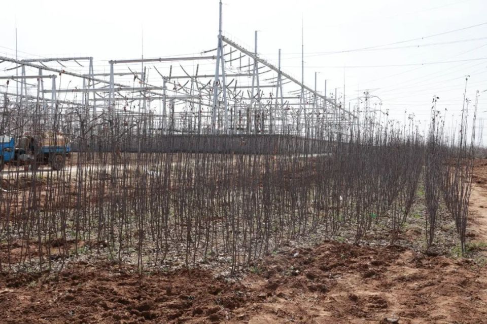 建立了500亩苹果苗木繁育基地,年生产优质苹