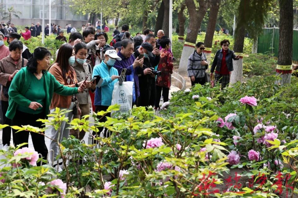 碧桃,樱花,紫荆还在绽放之时,长安公园,石门公园,世纪公园的牡丹就