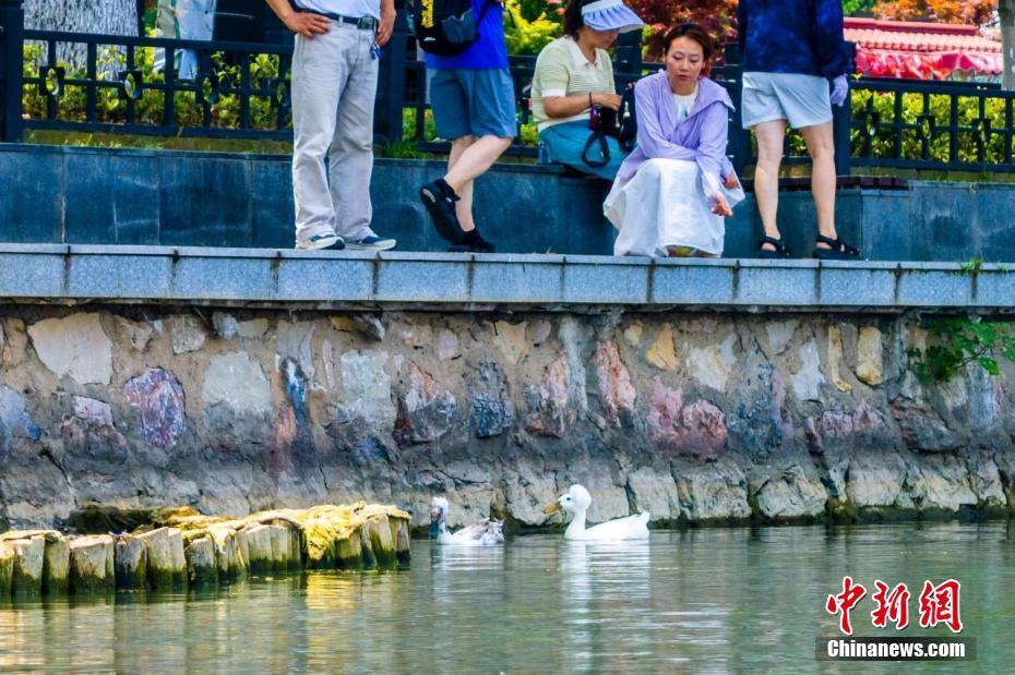 发型酷炫 南京玄武湖"爆炸头"鸭子走红