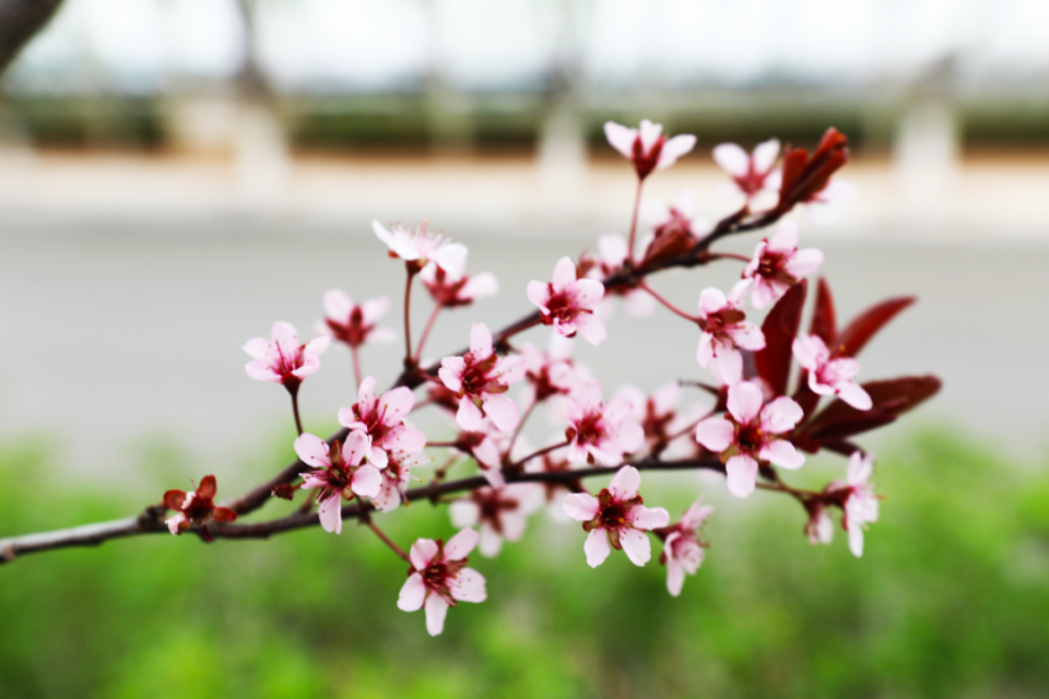 中华太阳李花开枝头丁香丁香温柔淑静且适应性强管理比较粗放平时