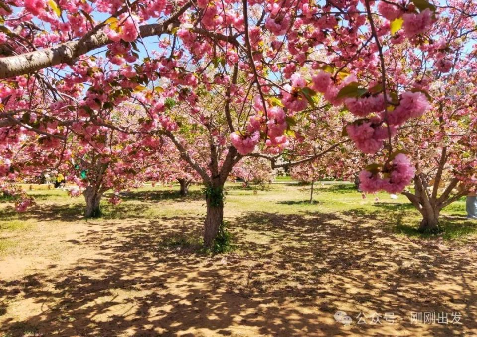 大连樱花观赏地,接下来就去这10个地方赏花