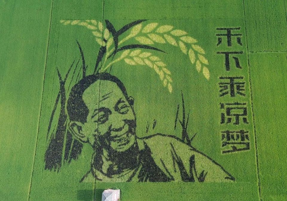 安丰塘畔稻田画 中秋佳节美景图