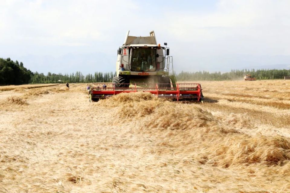 奇台农场是兵团主要的粮食产区之一,粮食种植面积32万亩,其中冬小麦