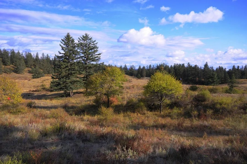 沙地云杉是稀有珍贵树种,素有"植物中的大熊猫"和"生物基因库"之称,现