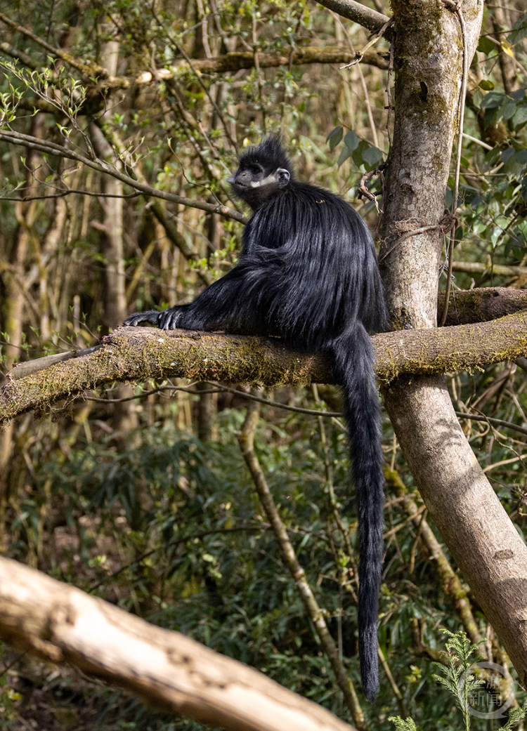 黑叶猴"闹春"展生机,尽显生态和谐之美