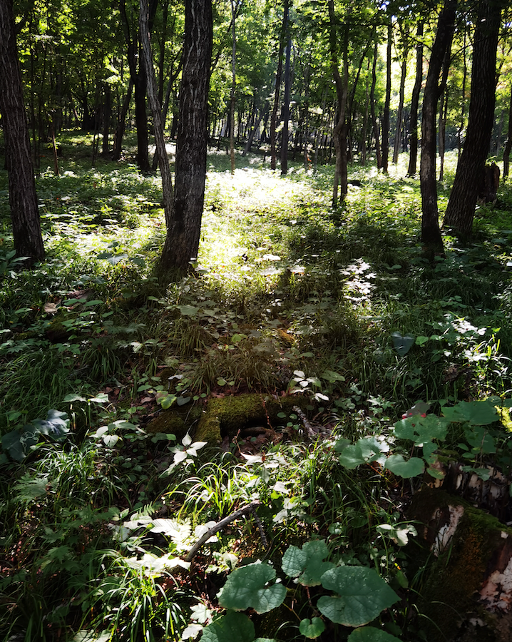 野山参要长到18年,真是太不容易了,基本上是1000粒人参籽,只能保留