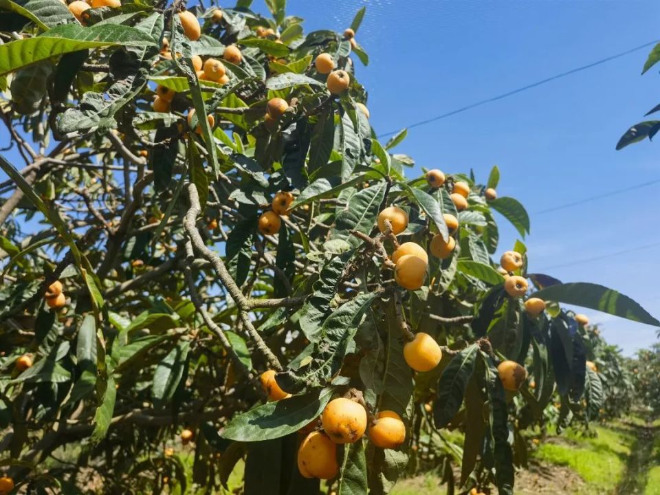 近日,晚熟枇杷已经进入成熟期,小编来到位于赵巷的老伍枇杷园,体验了