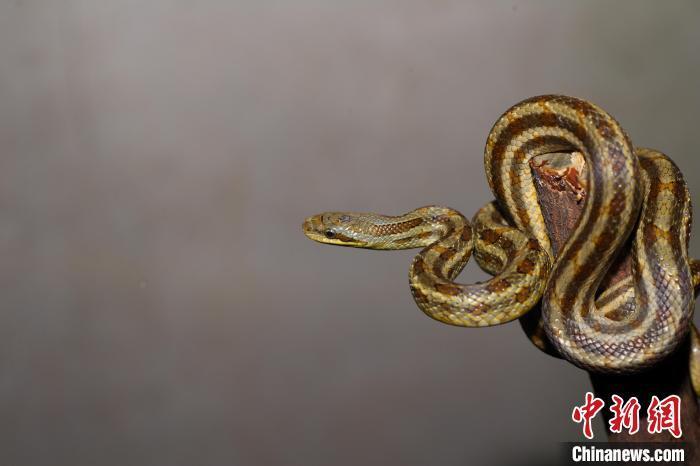 湖北五峰后河保护区发现新记录种双斑锦蛇