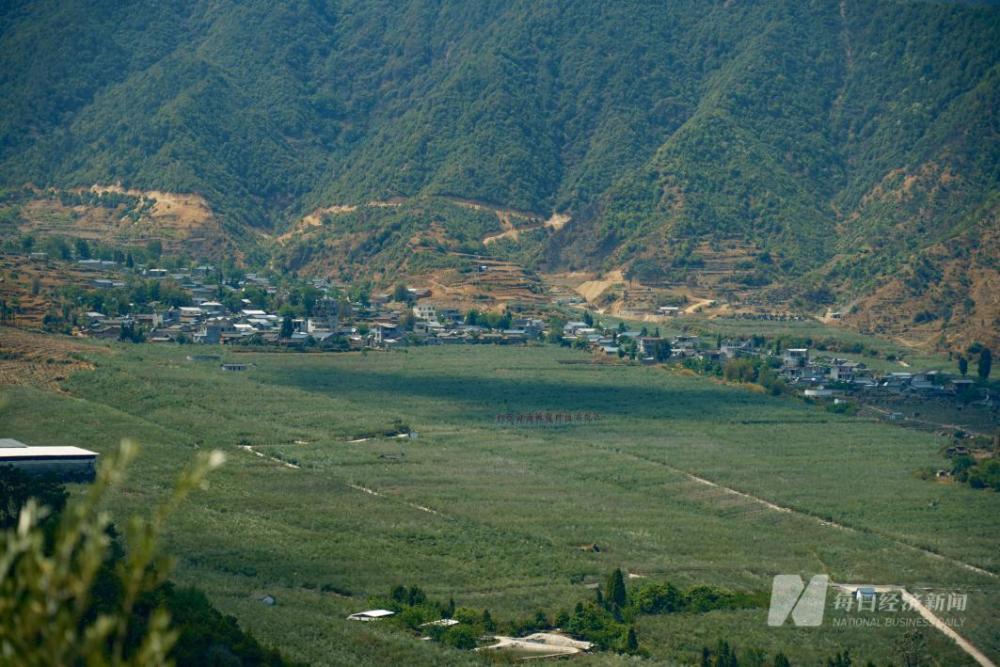 凉山州冕宁县油橄榄示范基地图片来源:每经记者 张建 摄长期以来,世界