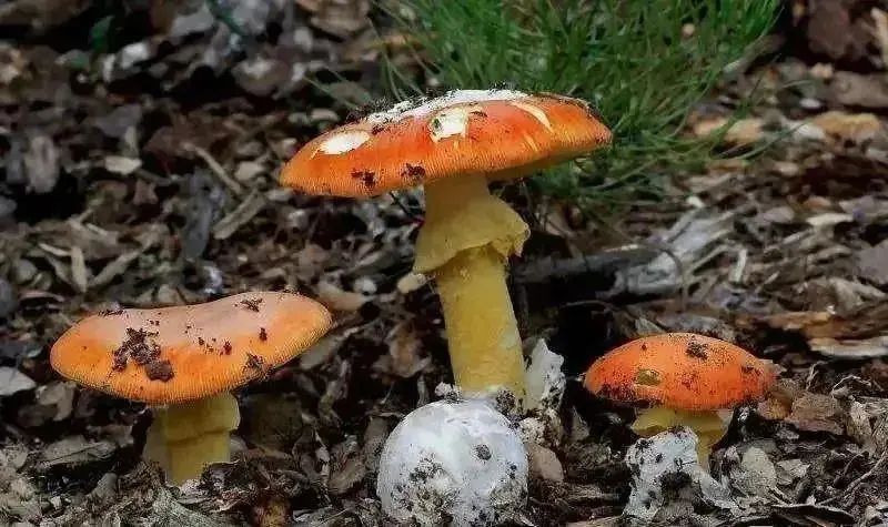 常见毒蘑菇图鉴