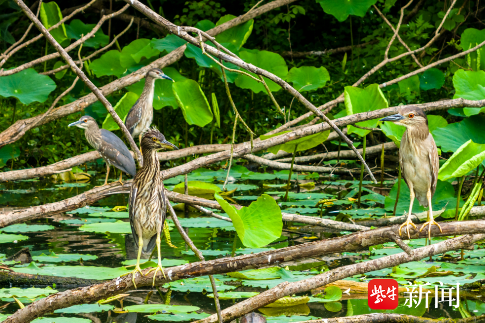 视频|住得好,吃得好,无打扰!南京主城的"秘密小岛"吸引鸟儿来定居