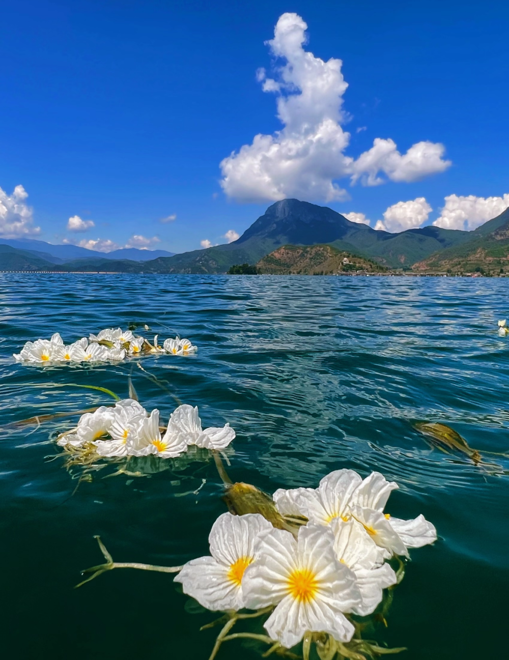 中国 泸沽湖湖面上绽放纯白素雅的海菜花