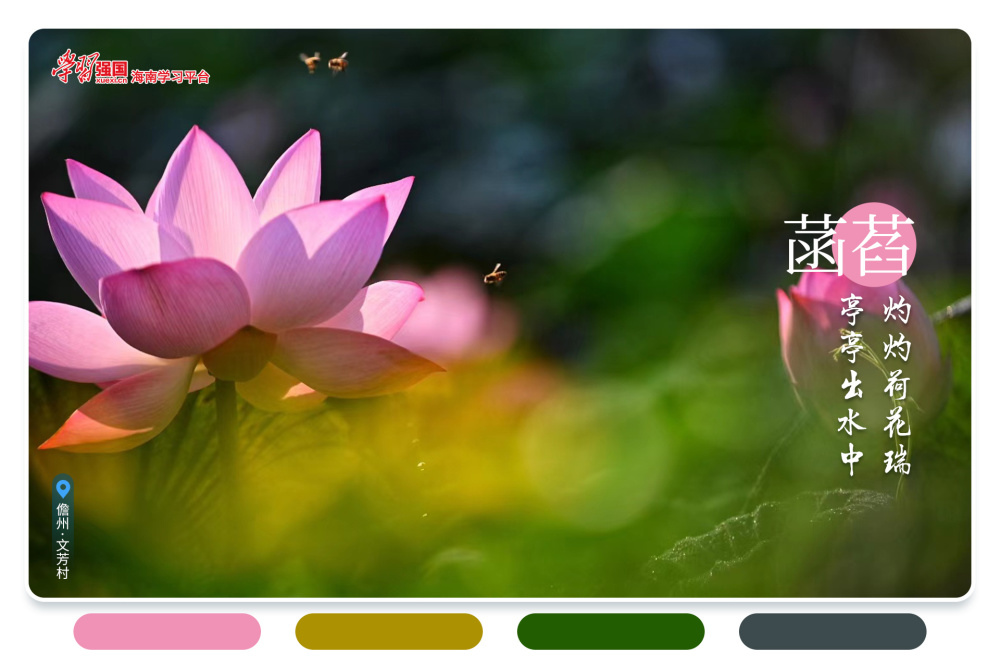 为海南的夏日添上一笔绚烂的色彩那一抹娇艳的粉色儋州兰洋镇文芳村一