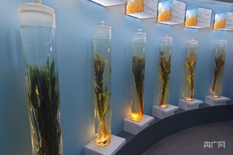 博物馆展陈的"温麦"良种(央广网记者  夏莎  摄)"小小的一粒种子凝结