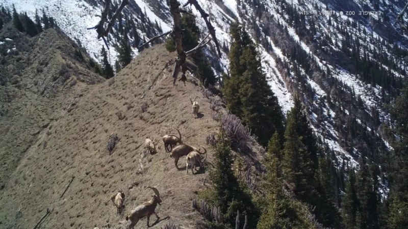 特克斯山林棕熊出没网友你的好兄弟熊二呢