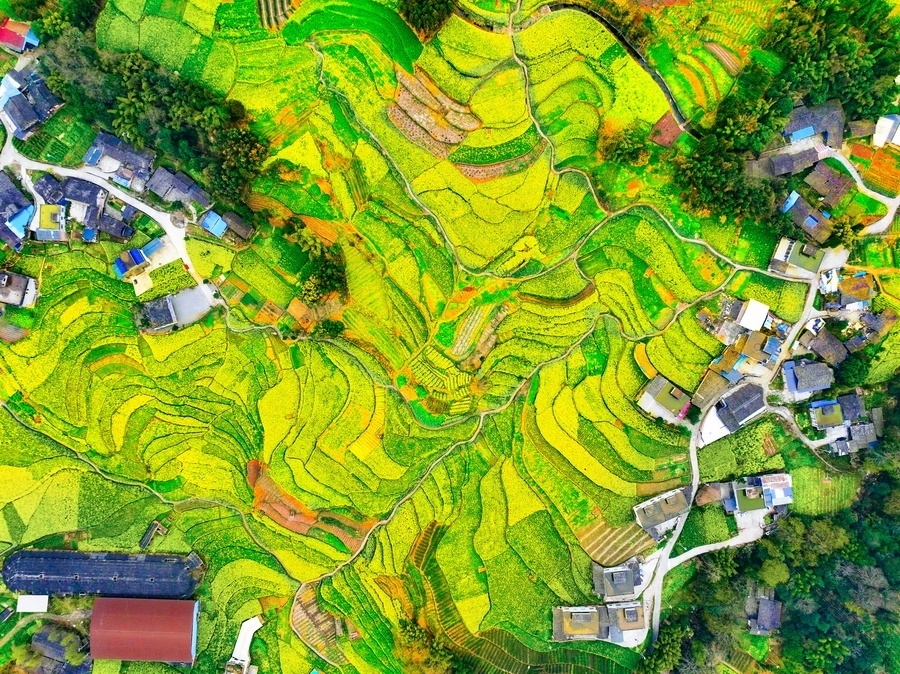 睛彩雅安142丨芦山油菜花开春意浓