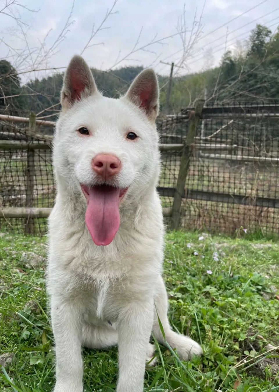迷迷糊糊睡不醒时满脸委屈巴巴睡醒了和睡不醒的时候没什么区别下司犬