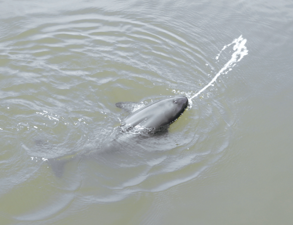 虎踞龙盘今胜昔 | 春风又绿长江岸