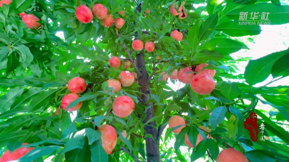 千城百县看中国|河北唐县:油桃丰收采摘忙