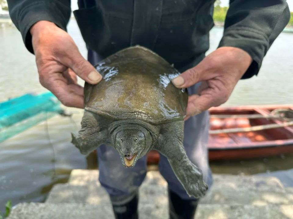 "菜花甲鱼"结束冬眠,价格略高!_腾讯新闻