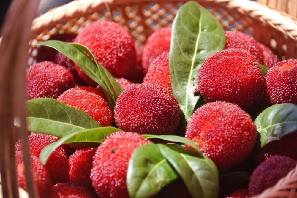 加了元宇宙的青田杨梅,会是什么样子?_腾讯新闻