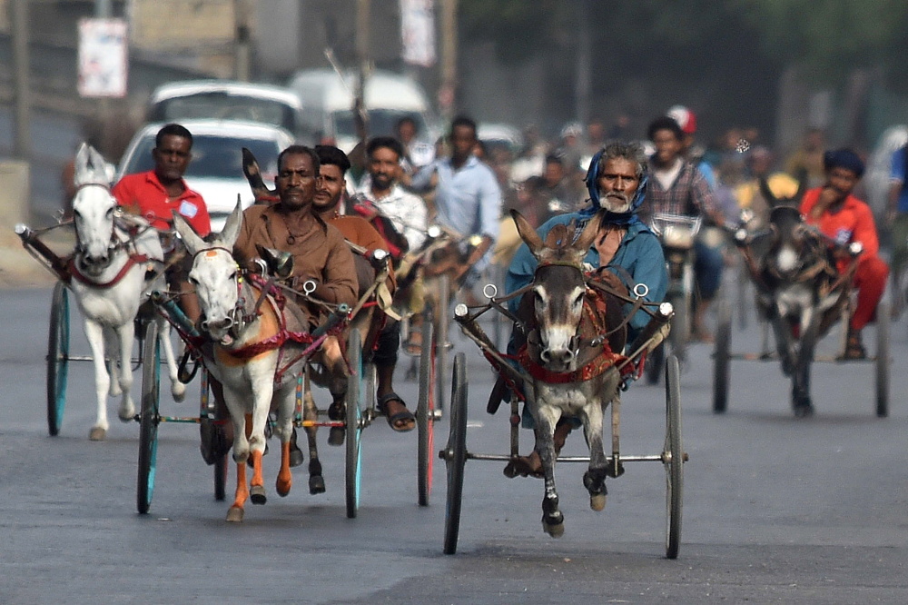 卡拉奇举行驴车比赛