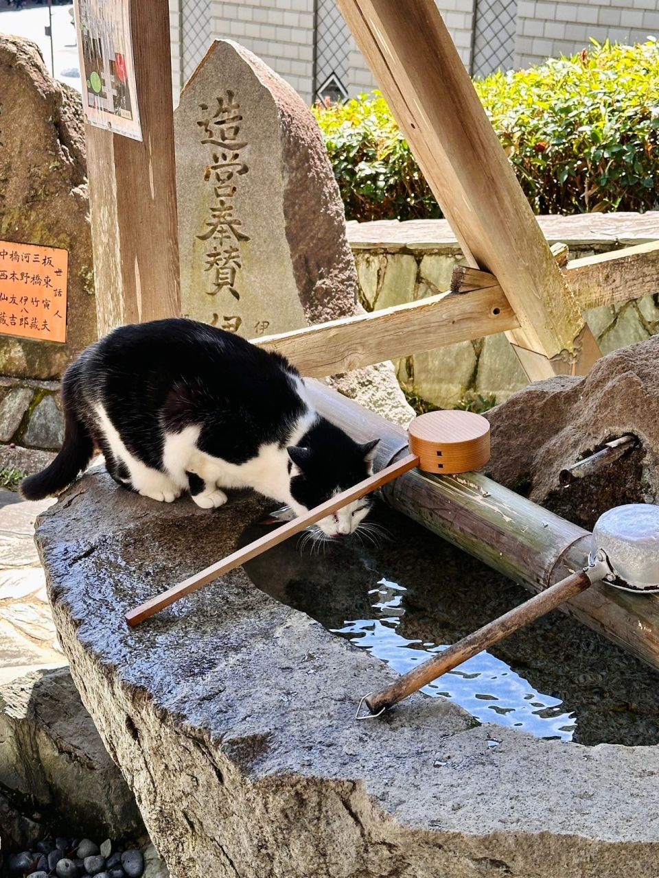 好运保佑每一只猫猫健康长寿还有四只猫神官驻守一座供奉猫神的神社