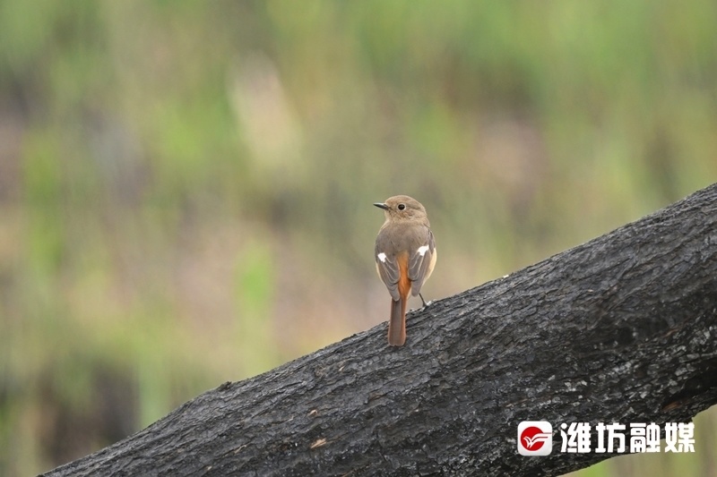 追鸟| 时尚"火燕"在线"吃播",好萌!_腾讯新闻