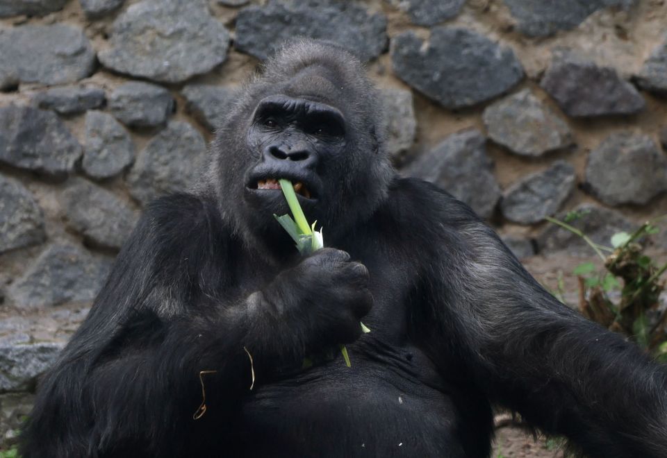大猩猩的50岁生日