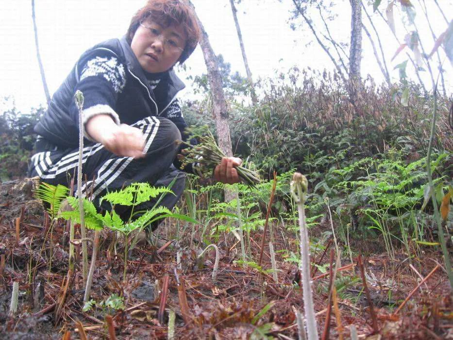 "蕨菜真的有害吗?还能不能吃?_腾讯新闻