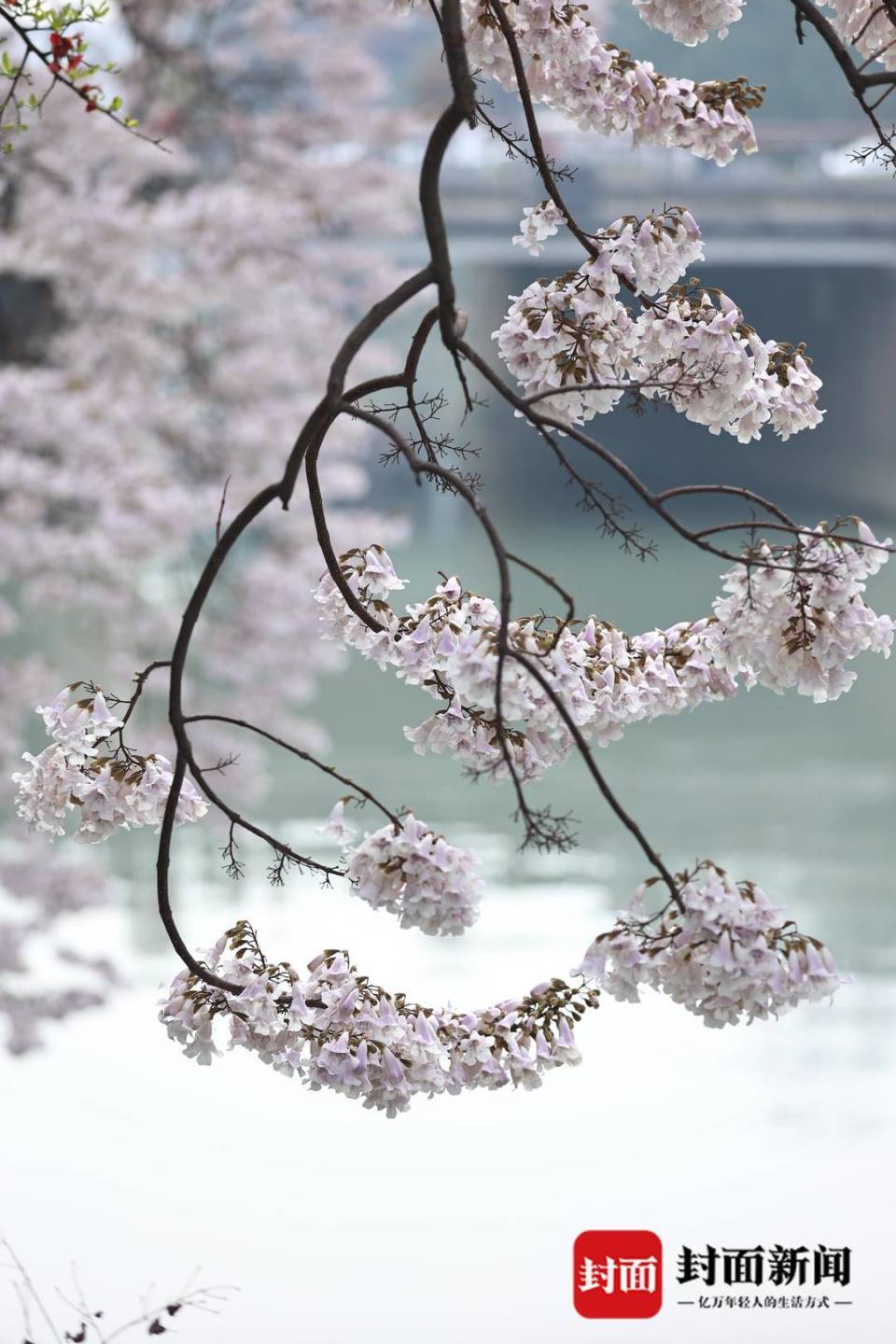 图集|赏花了!成都诗一样的春天都写在了泡桐花枝上