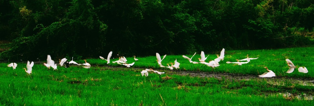 晚潮漠漠水田飞白鹭文