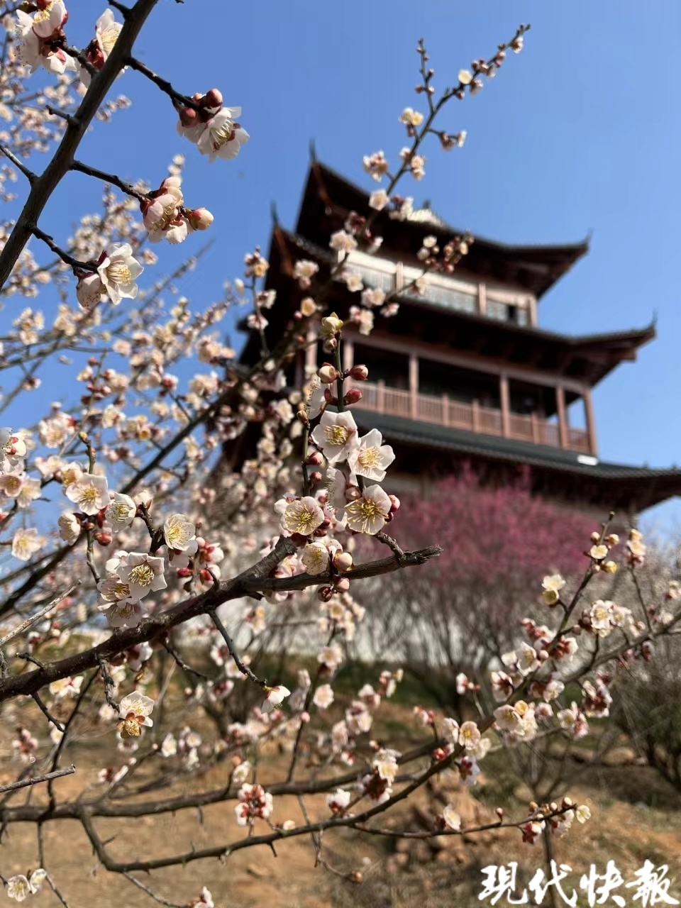 苏style | 春日追花指南,南京版《上春山》等你来_腾讯新闻