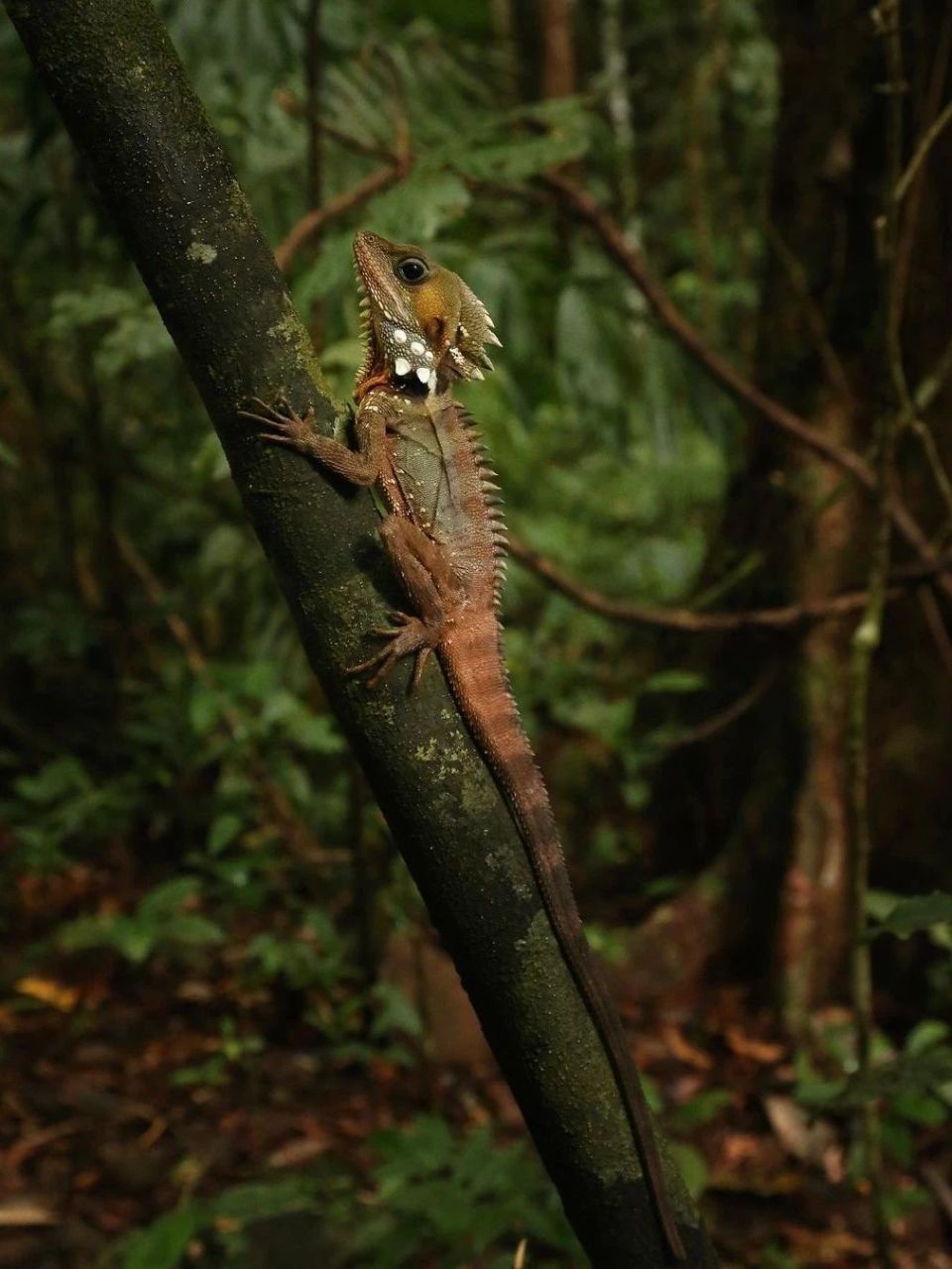 全球生物多样性最高的国家你能猜中几个?来这九处热门旅行地亲近野性