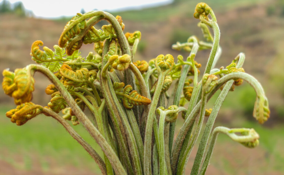 "蕨菜真的有害吗?还能不能吃?_腾讯新闻