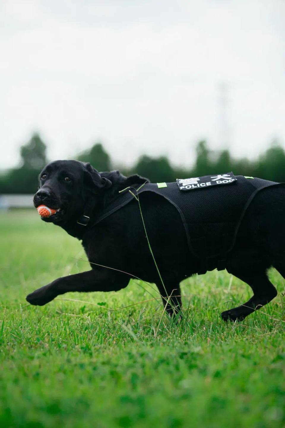 专业方向:缉毒犬龄:3岁品种:拉布拉多犬警犬:白拉训导员 :詹金晶警&犬