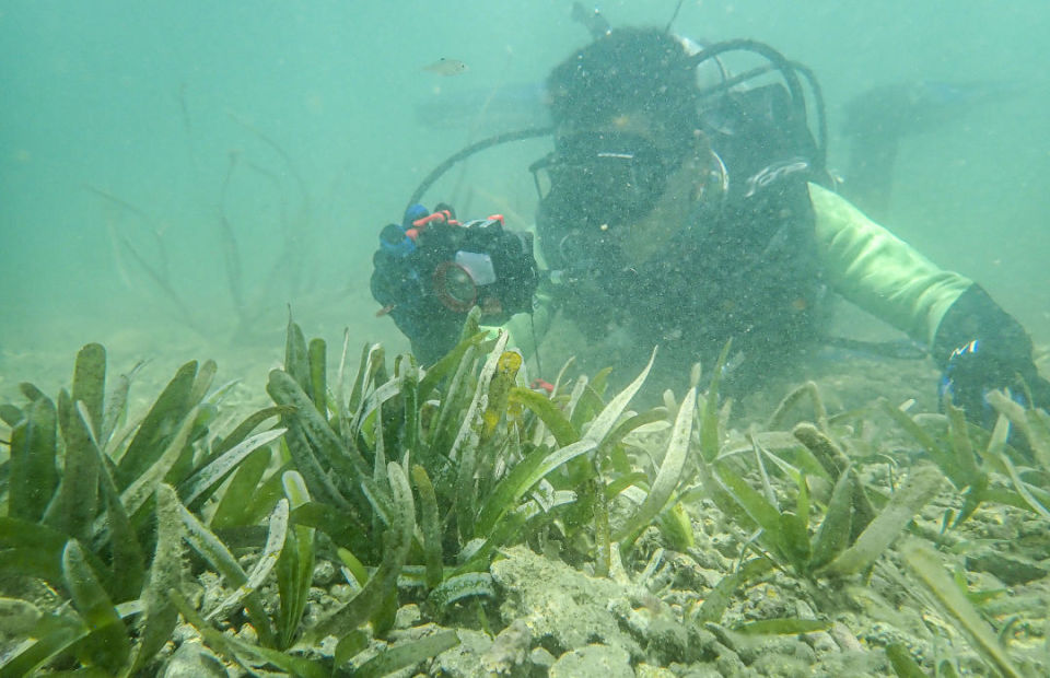 被误解,忽视的它:不是凉拌菜,退化形势严峻|世界海草日_腾讯新闻